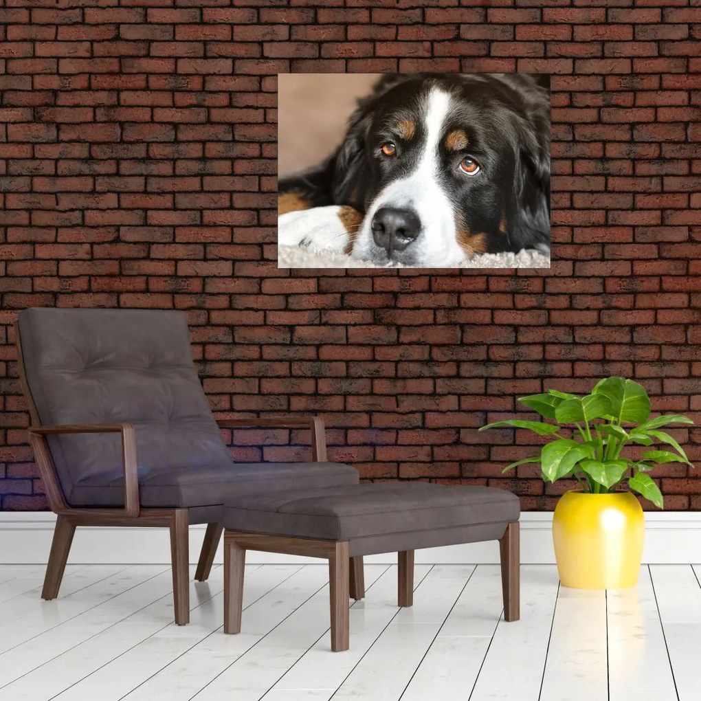 Tablou pe sticlă cu câine (70x50 cm)