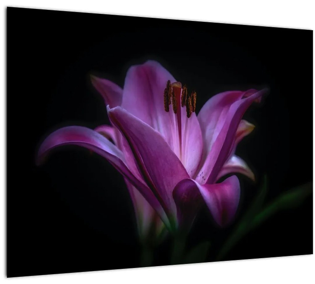 Tablou crinul (70x50 cm)