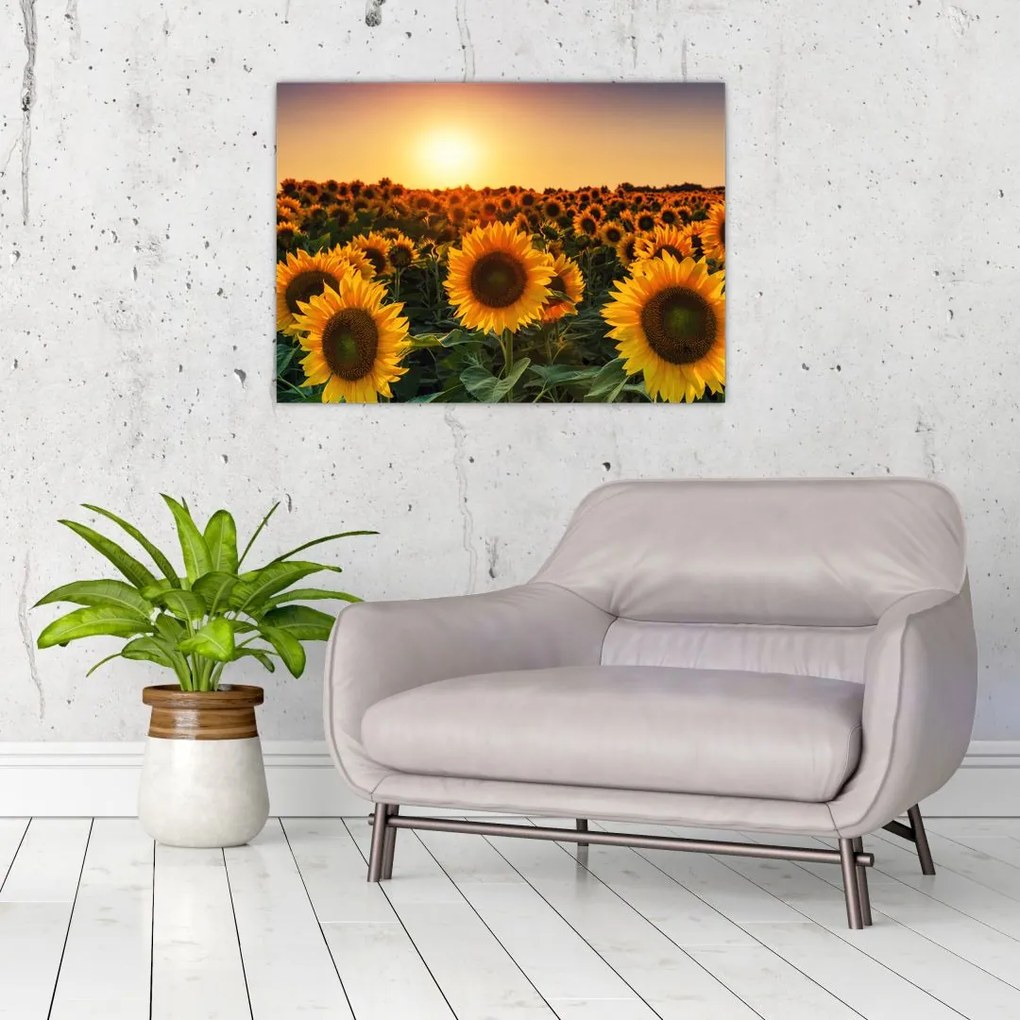 Tablou pe sticlă - Floarea soarelui (70x50 cm)