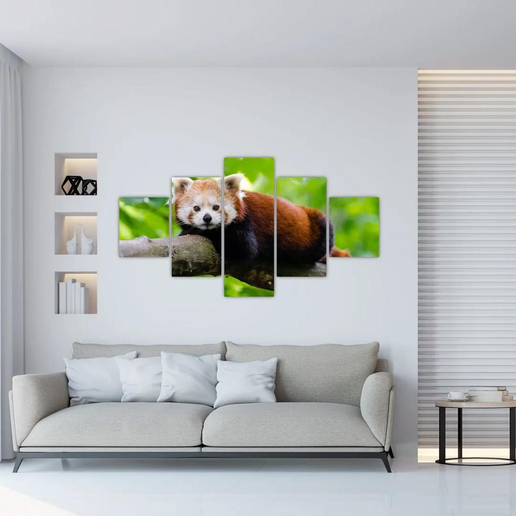 Tablou cu panda roșie (125x70 cm), în 40 de alte dimensiuni noi