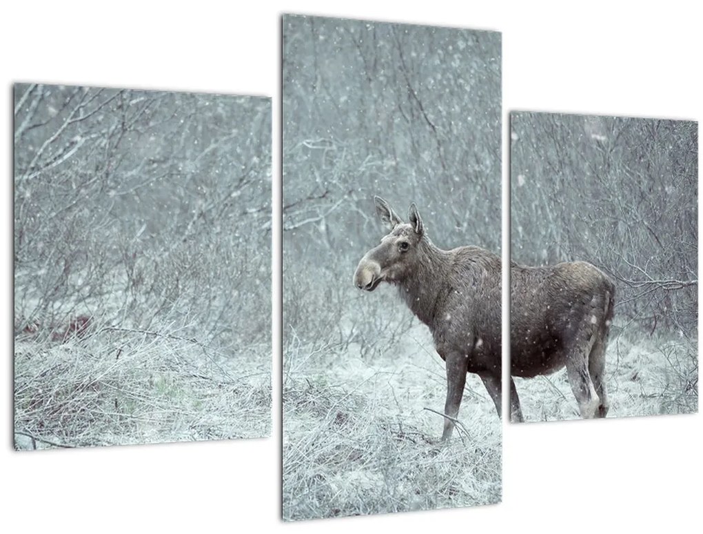 Tablou - Elan într-o pădure înzăpezită (90x60 cm)