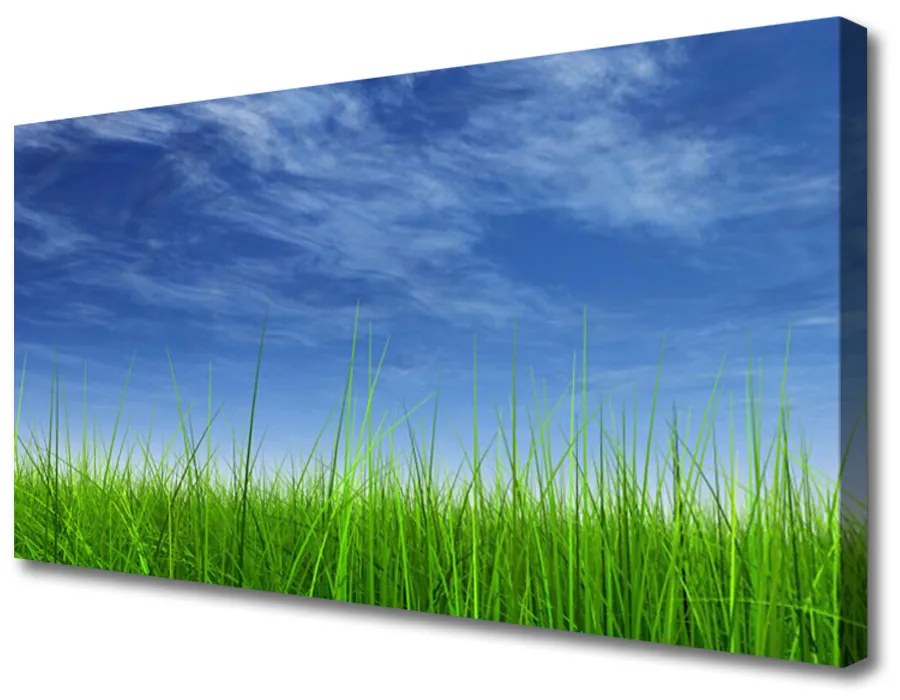 Tablou pe panza canvas Sky Grass Nature Albastru Verde