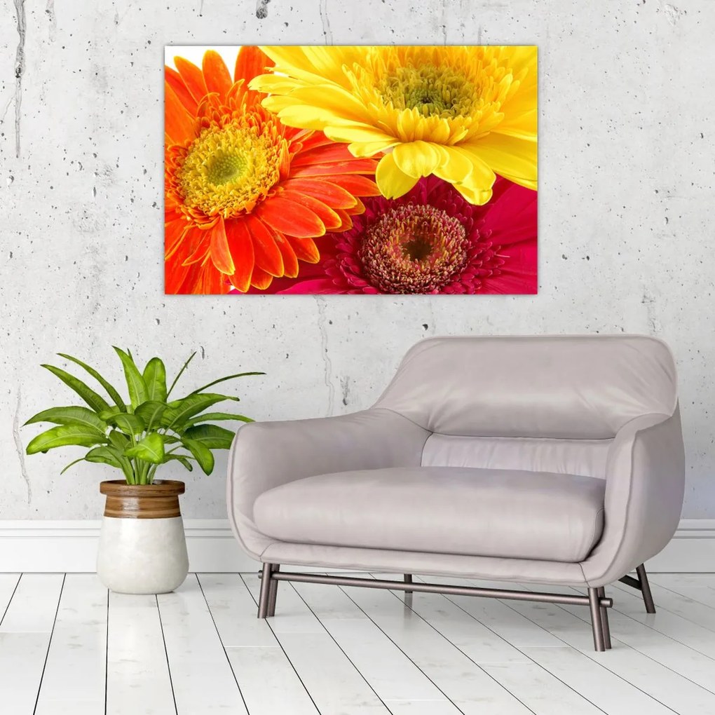 Tablou - Flori Gerbery (90x60 cm)