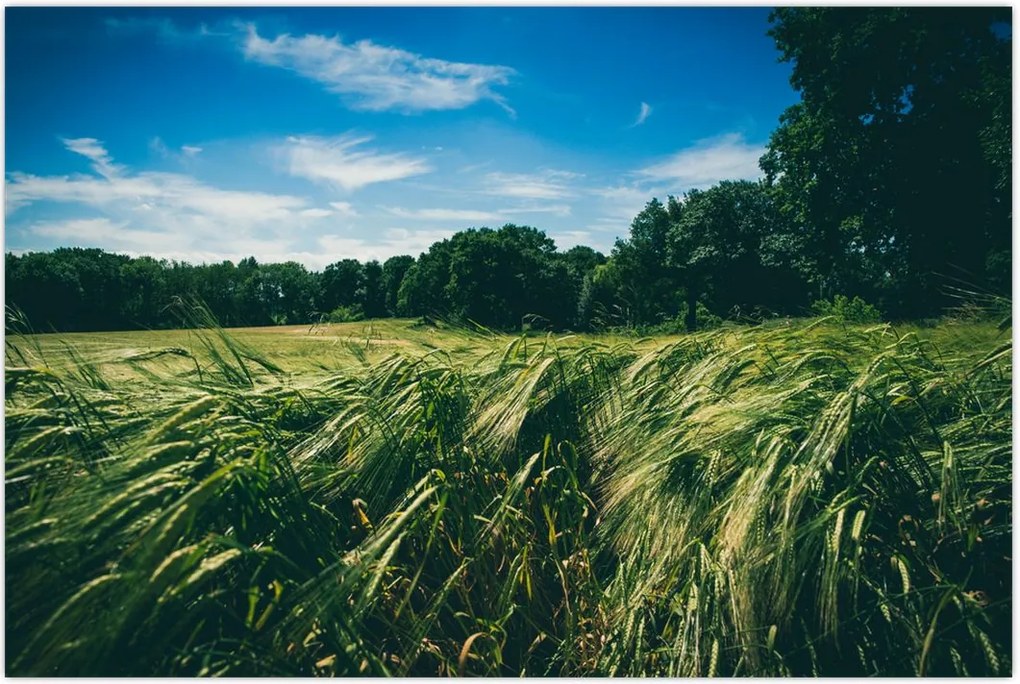 Tablou cu linca și pădure (90x60 cm)