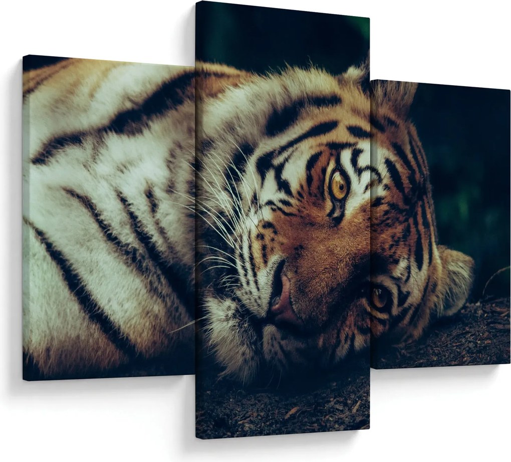Tablou - Tigrul Siberian (90x60 cm)
