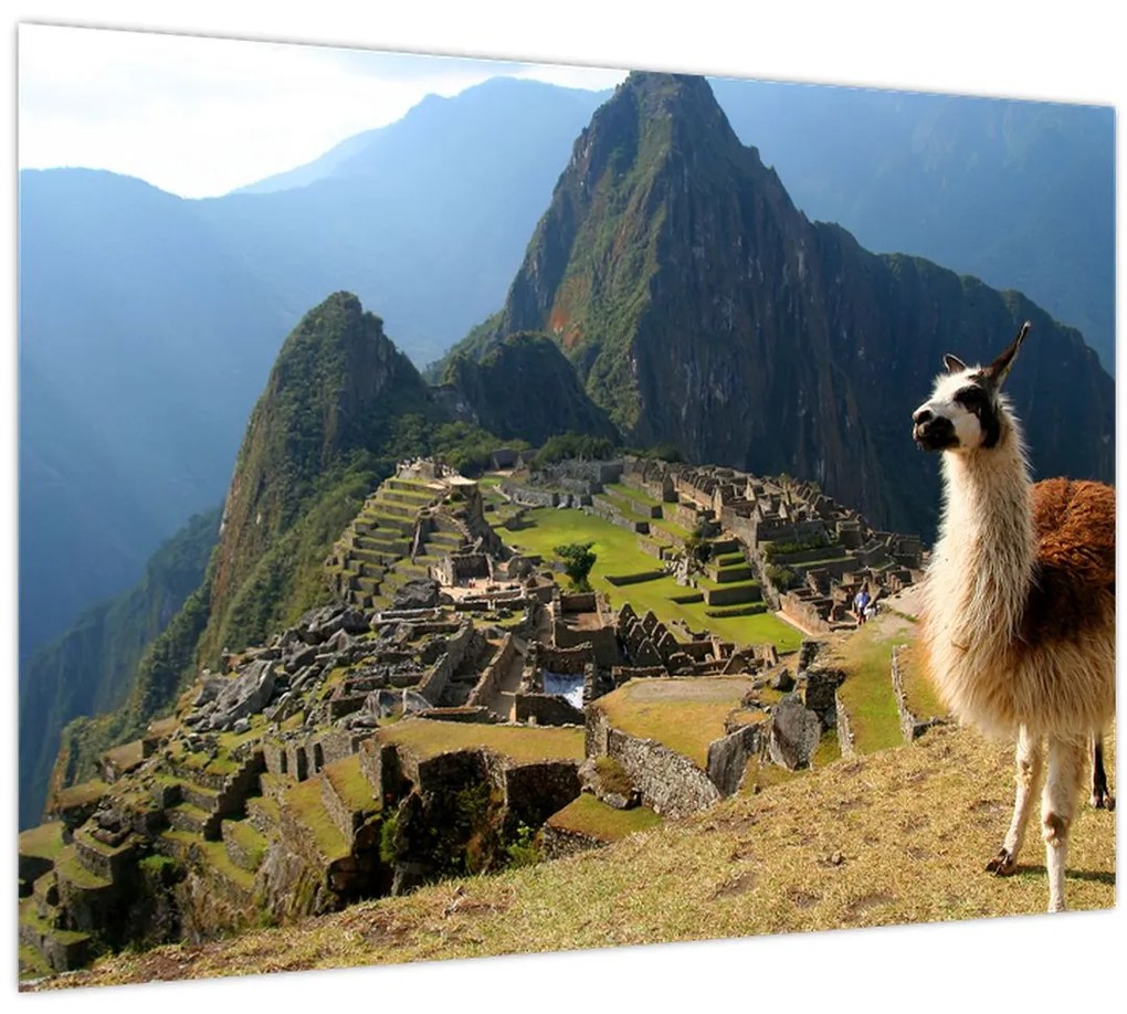 Tablou - Lama și Machu Picchu (70x50 cm)