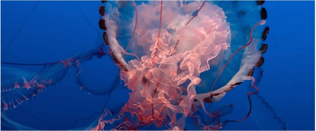 Tablou - Medusa (120x50 cm)