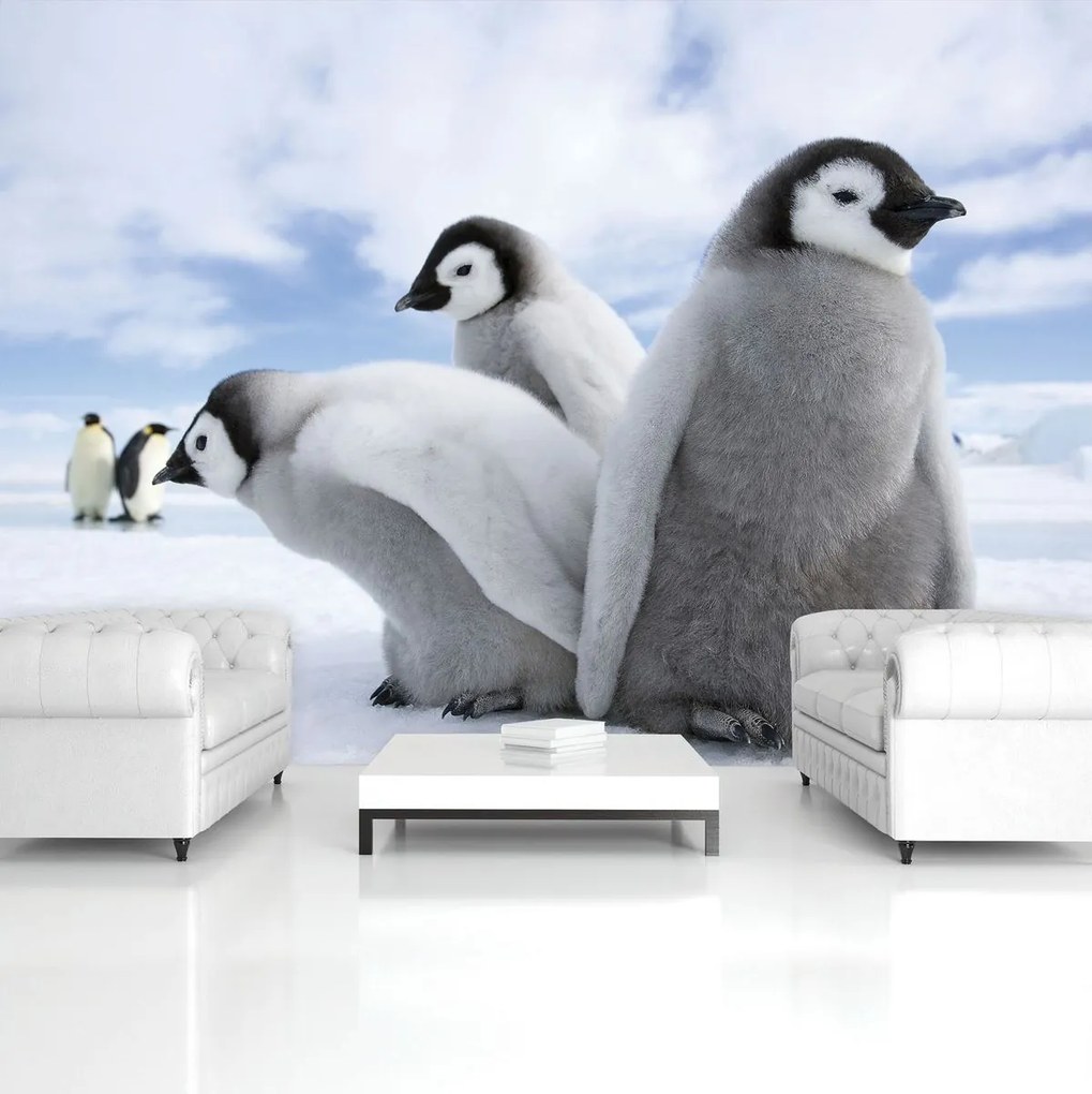 Fototapet - Pinguini (152,5x104 cm)