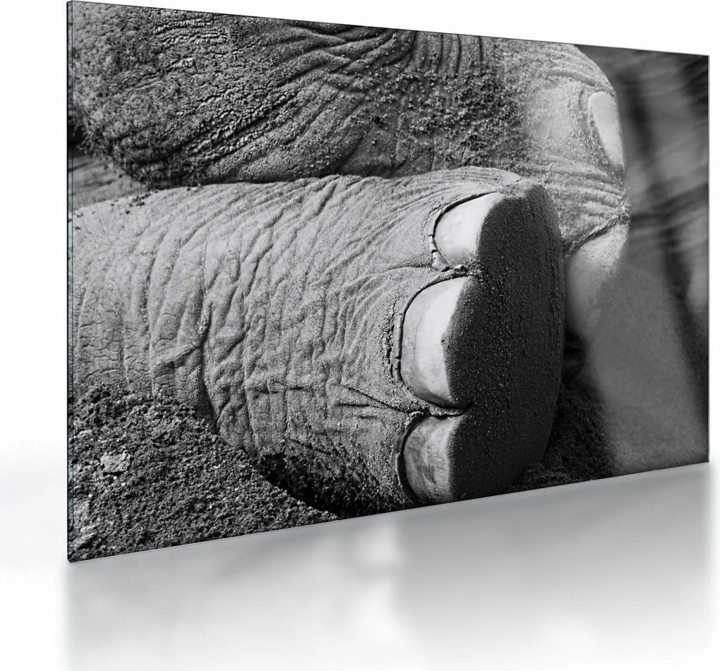 Tablou pe sticlă - Picior de elefant (70x50 cm)