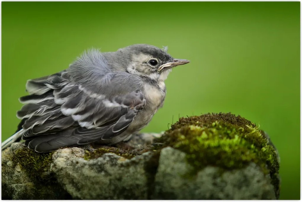Tablou - Muscarul (90x60 cm)