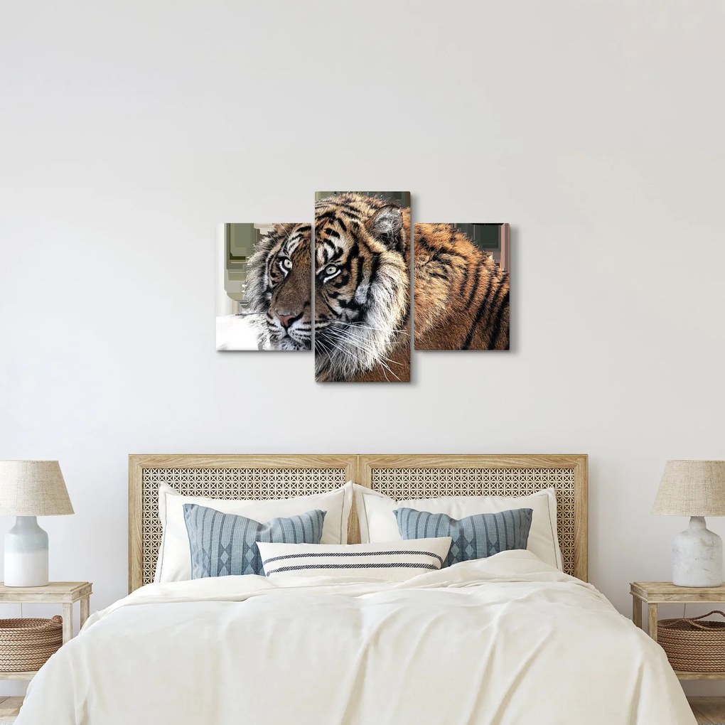 Tablou cu tigrul (90x60 cm)