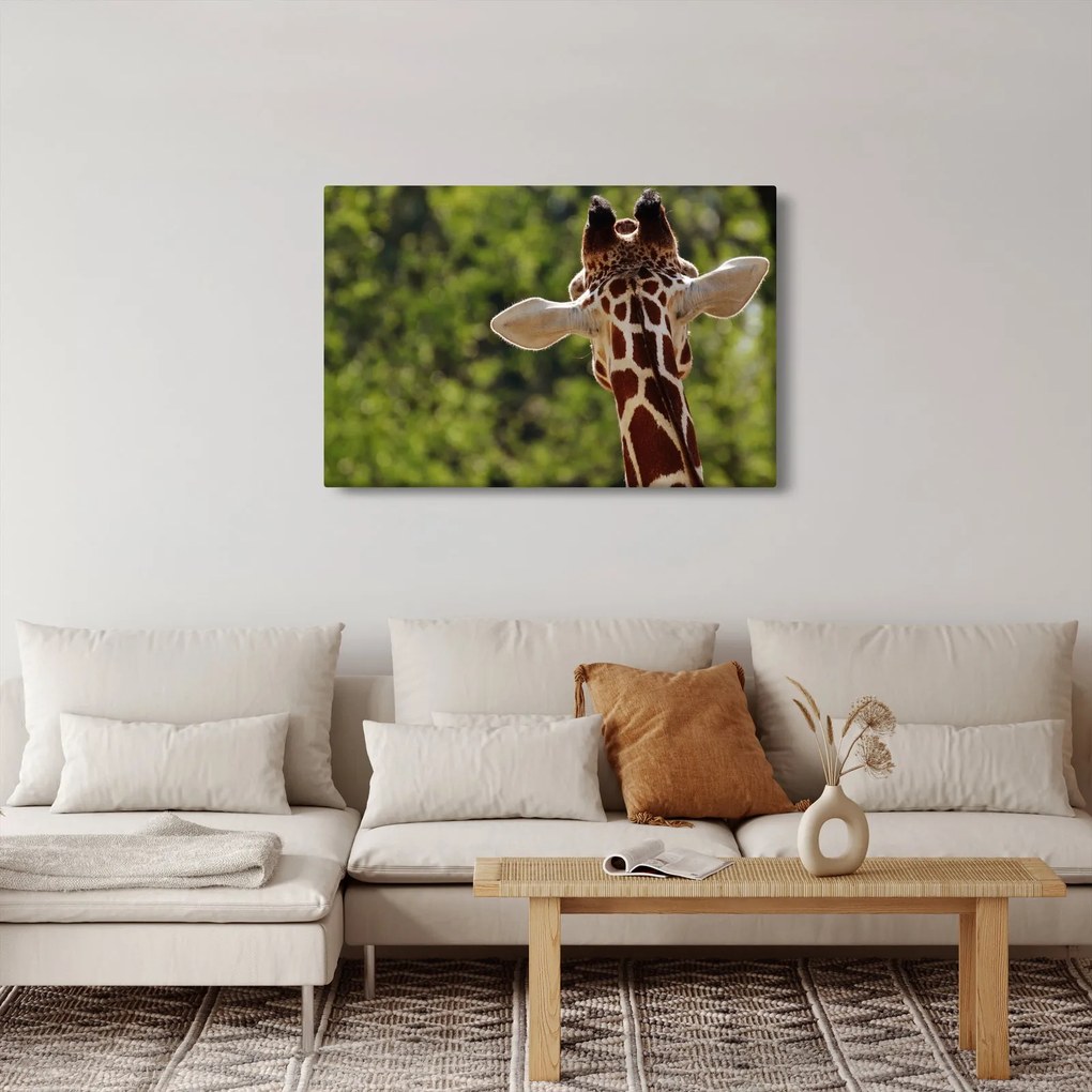 Tablou cu girafă din spate (90x60 cm)