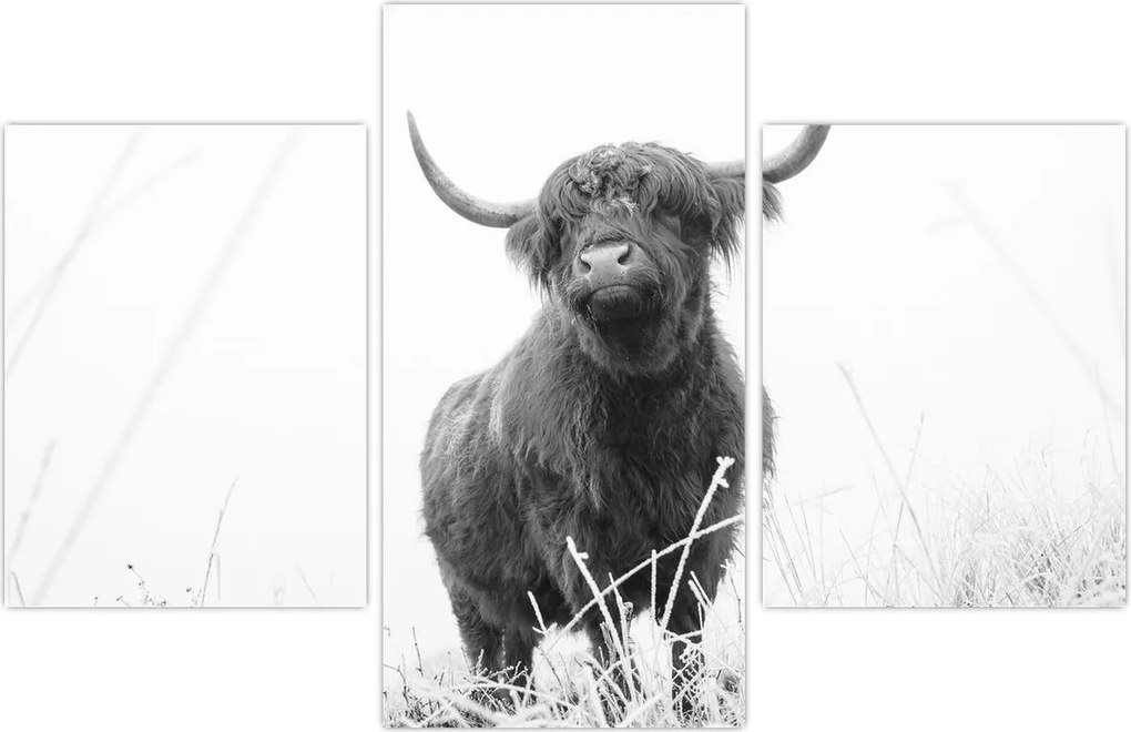 Tablou - Vacă scoțiană 4,alb-negru (90x60 cm)