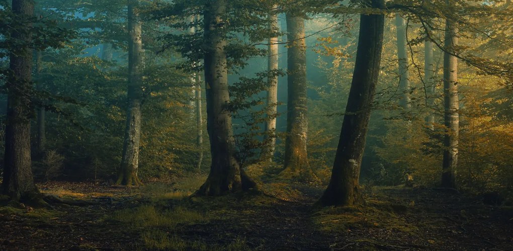 Tapet Beech Forest, Rebel Walls