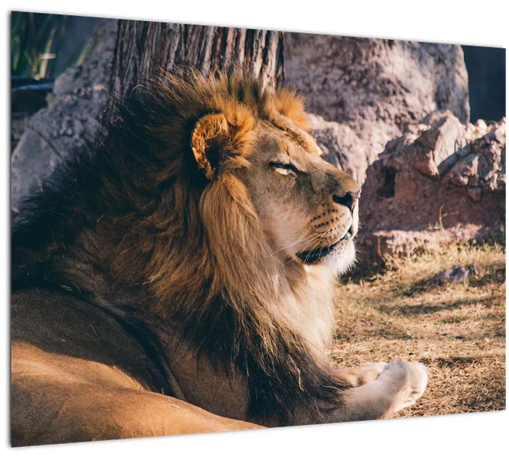 Tablou cu leul dormind (70x50 cm), în 40 de alte dimensiuni noi