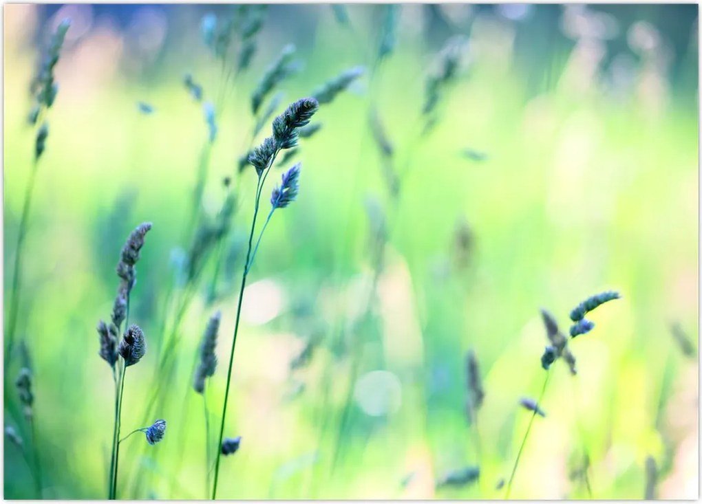 Tablou - Detaliu pajiște (70x50 cm)