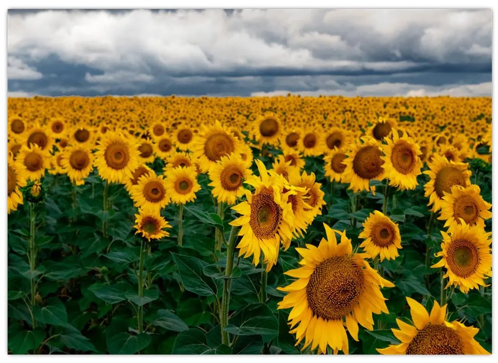 Tablou câmpului de floarea soarelui (70x50 cm)