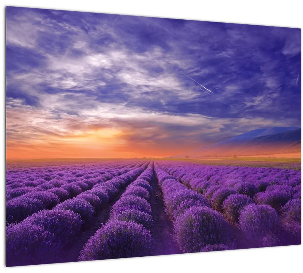 Tablou pe sticlă câmpului cu lavandă (70x50 cm)