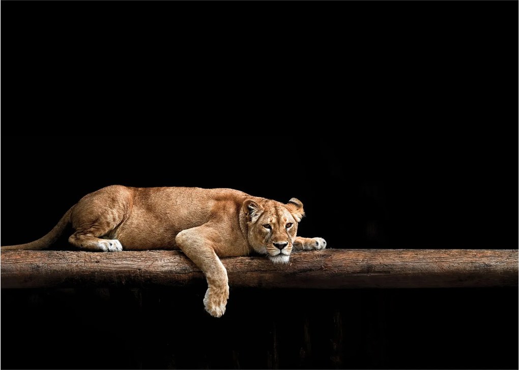 Tablou - Lioness (70x50 cm)