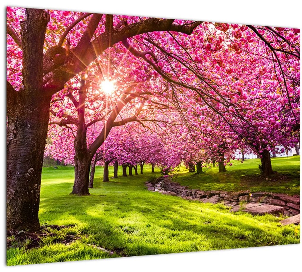 Tablou - Cireși înfloriți, Hurd Park, Dover, New Jersey (70x50 cm)