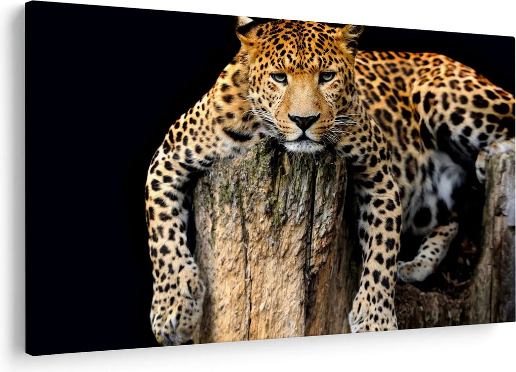 Tablou - Ghepard (90x60 cm)
