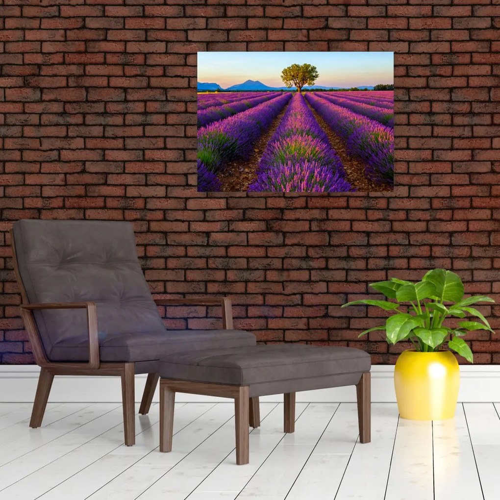 Tablou - Câmp de lavandă (70x50 cm)