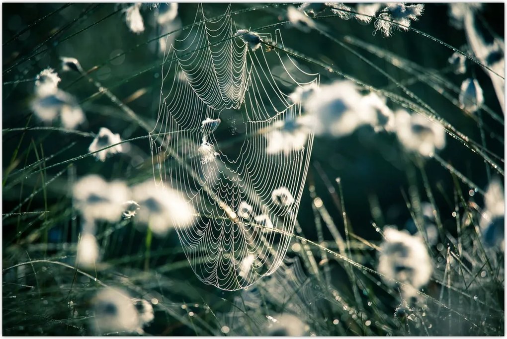 Tablou - Pânză de păianjen (90x60 cm)