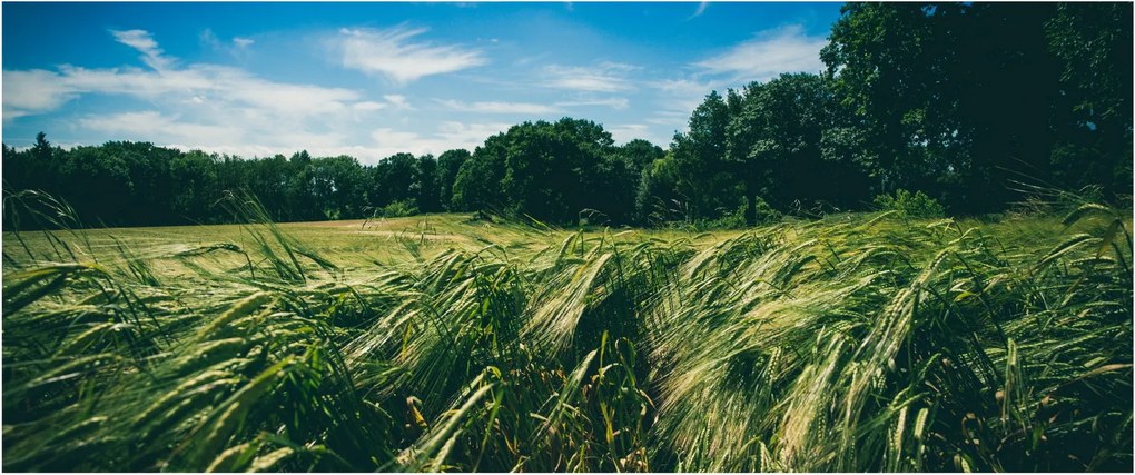 Tablou cu linca și pădure (120x50 cm)