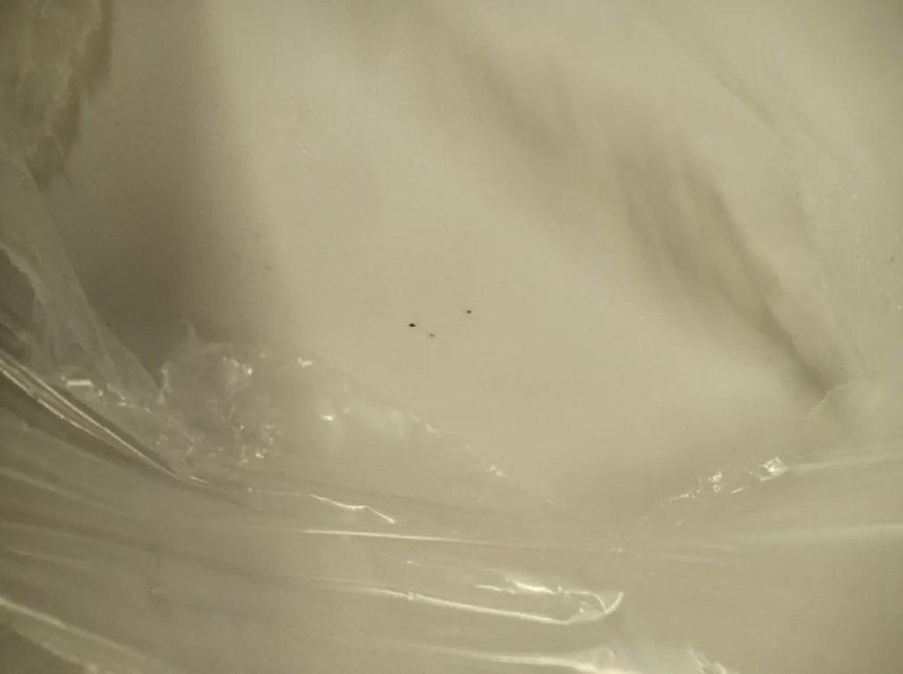 OFERTA Scaun de masa OSAKA din plastic, alb, Calitate II