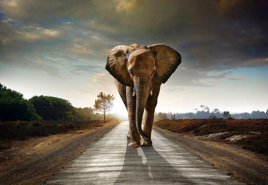 Fototapet - Elefant (152,5x104 cm)