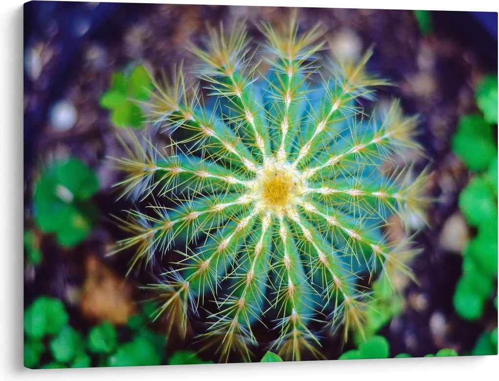 Tablou cu cactus (70x50 cm)