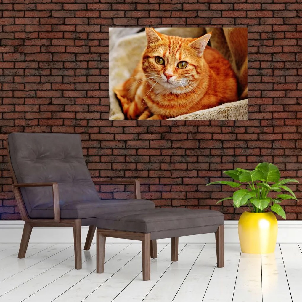 Tablou - Pisica tolenită (90x60 cm)