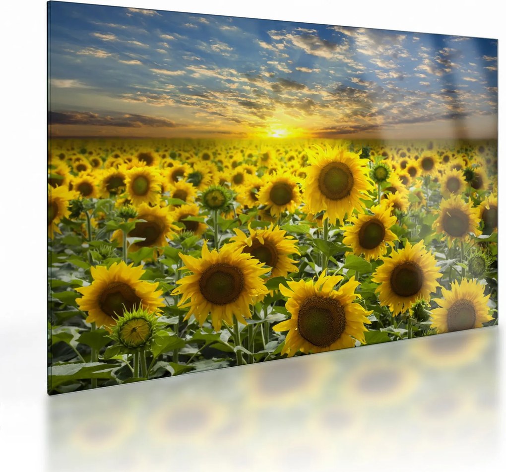 Tablou pe sticlă - Floarea-soarelui la apus de soare (70x50 cm)