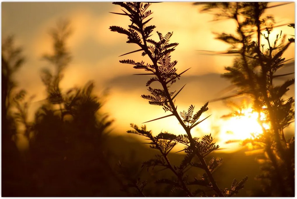 Tablou - Apus de soare (90x60 cm)