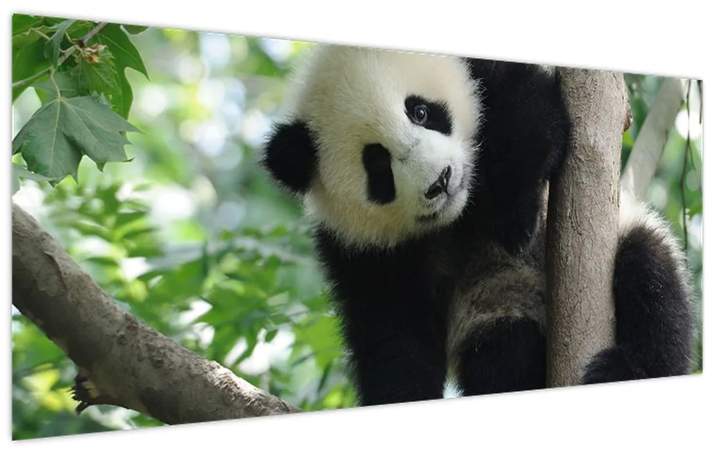 Tablou - Panda in copac (120x50 cm)