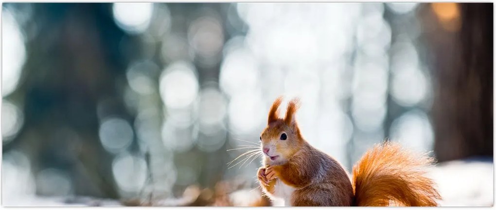 Tablou - Veveriță (120x50 cm)