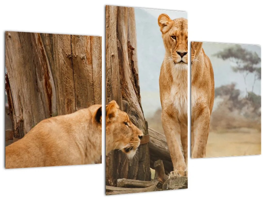Tablou - două leoaice (90x60 cm)