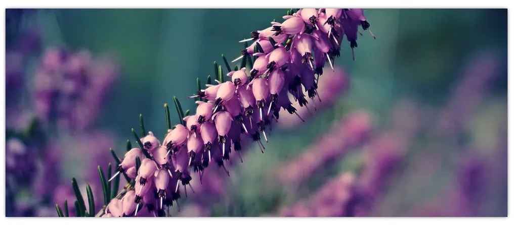 Tablou cu floare violetă (120x50 cm)