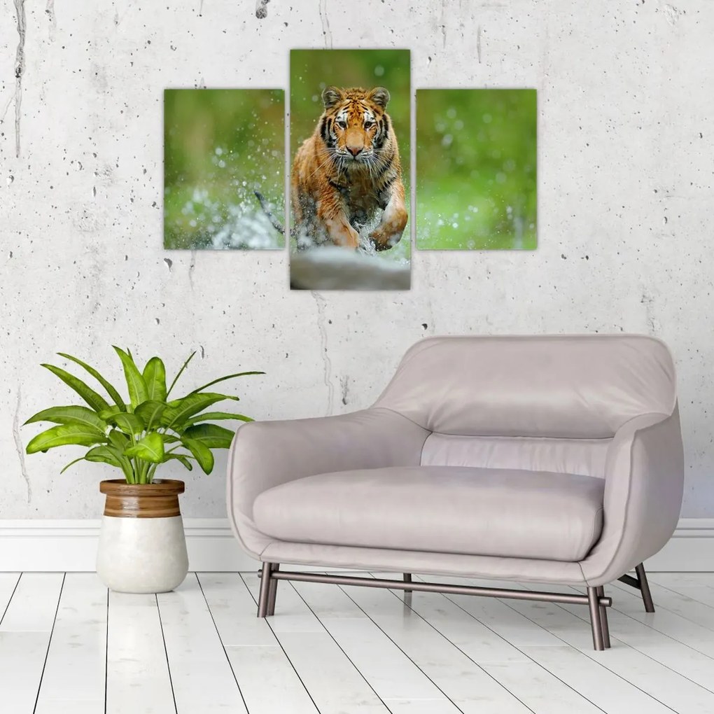 Tablou - Tigru care aleargă (90x60 cm)