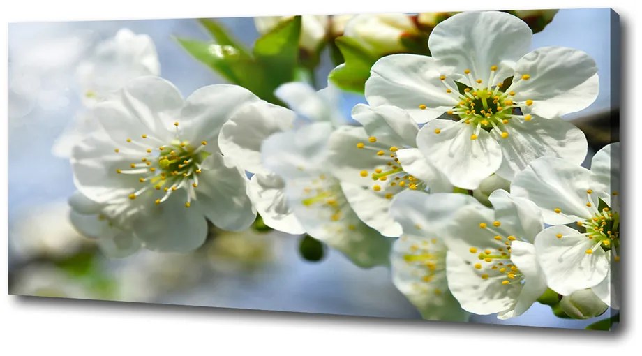 Pictură pe pânză Floare de cires