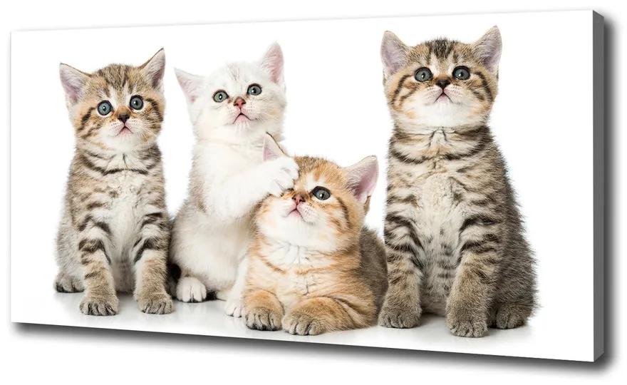 Tablou pe pânză canvas Pisici de talie mică
