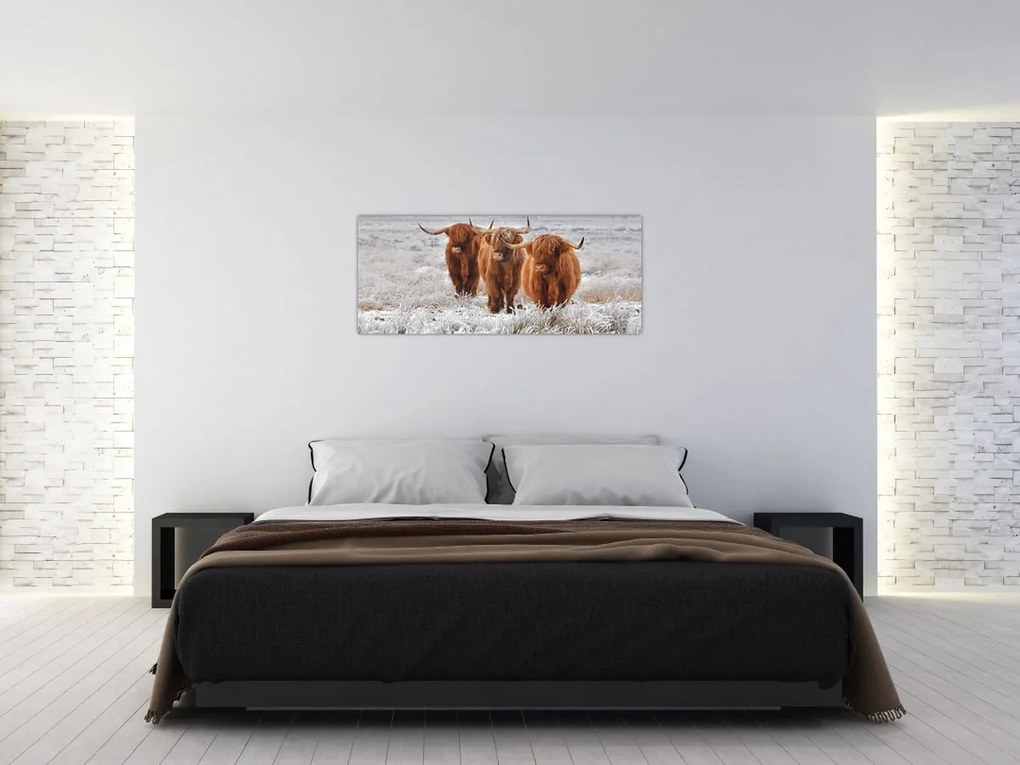Tablou - Vaci scoțiene (120x50 cm)