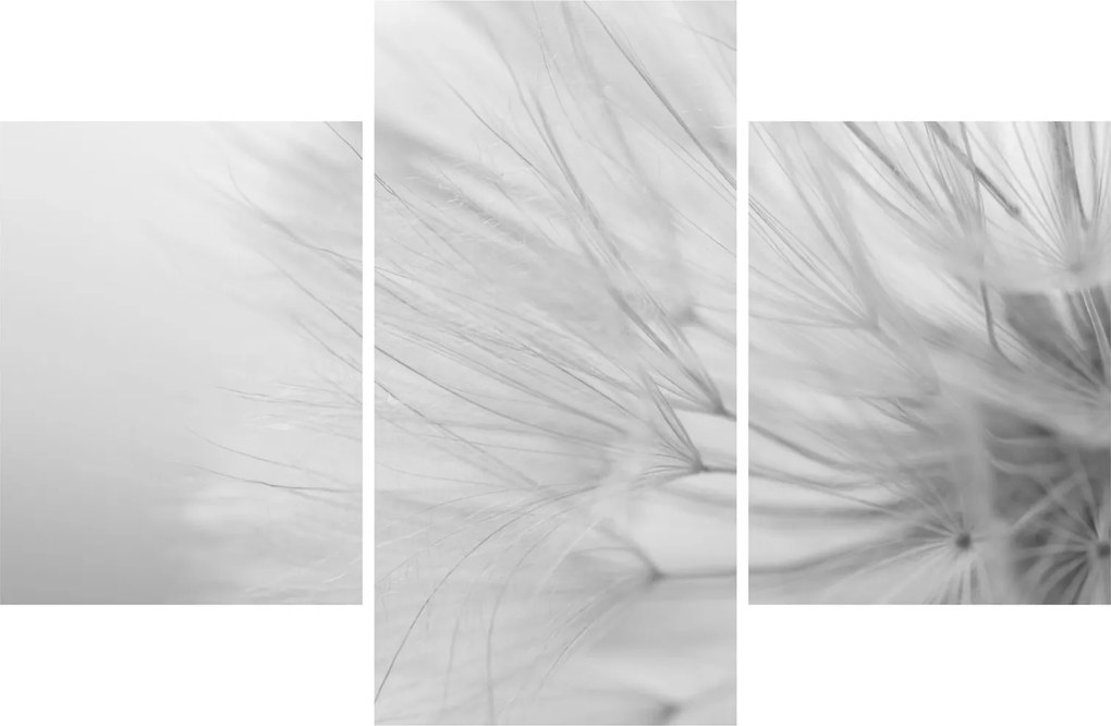 Tablou - Dandelion (90x60 cm)