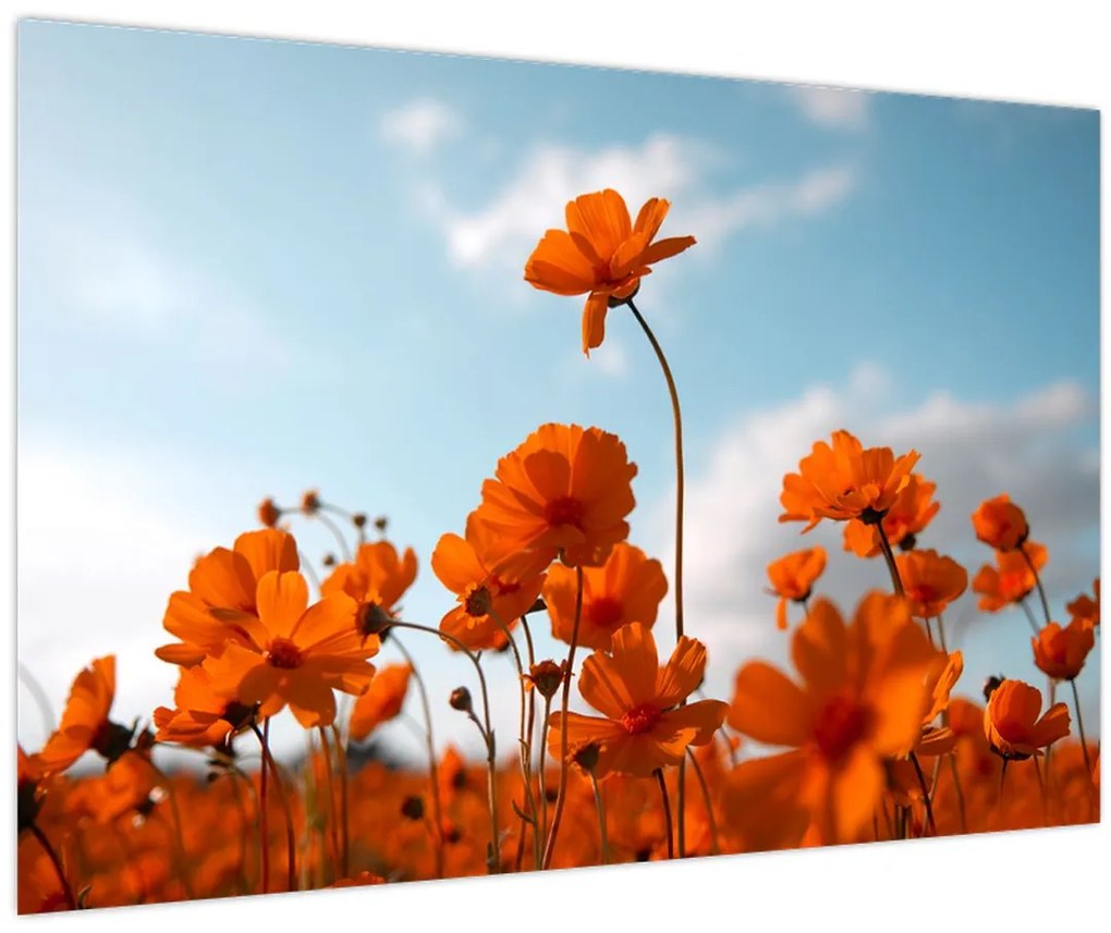 Tablou - Flori sălbatice (90x60 cm)