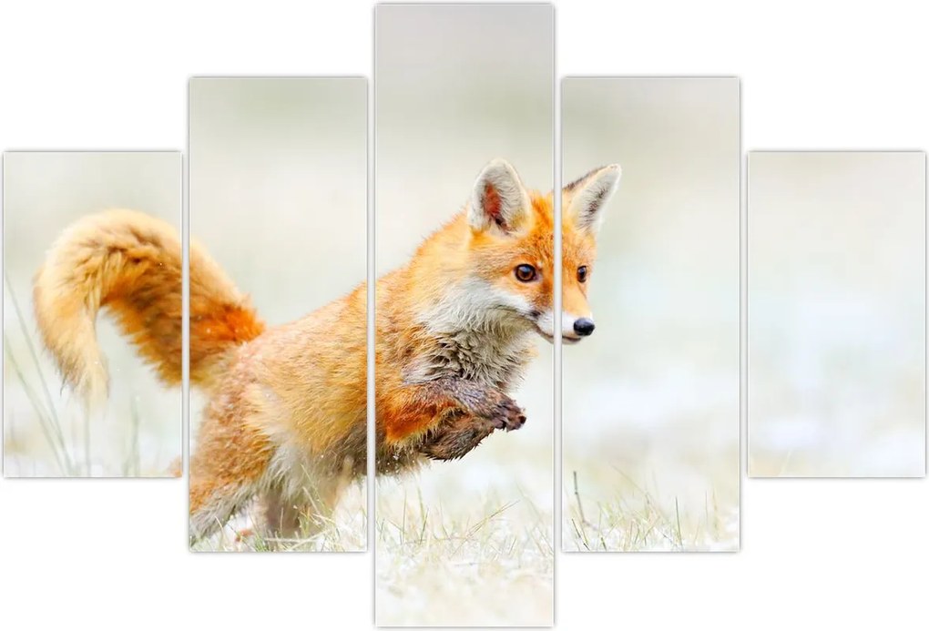 Tablou - Vulpe care sare (150x105 cm)