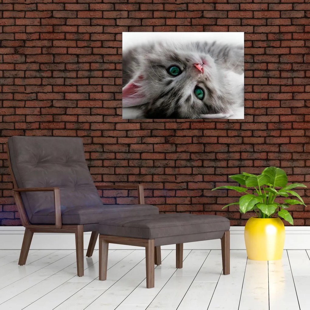 Tablou pe sticlă - Pisica cu ochi verzi (70x50 cm)