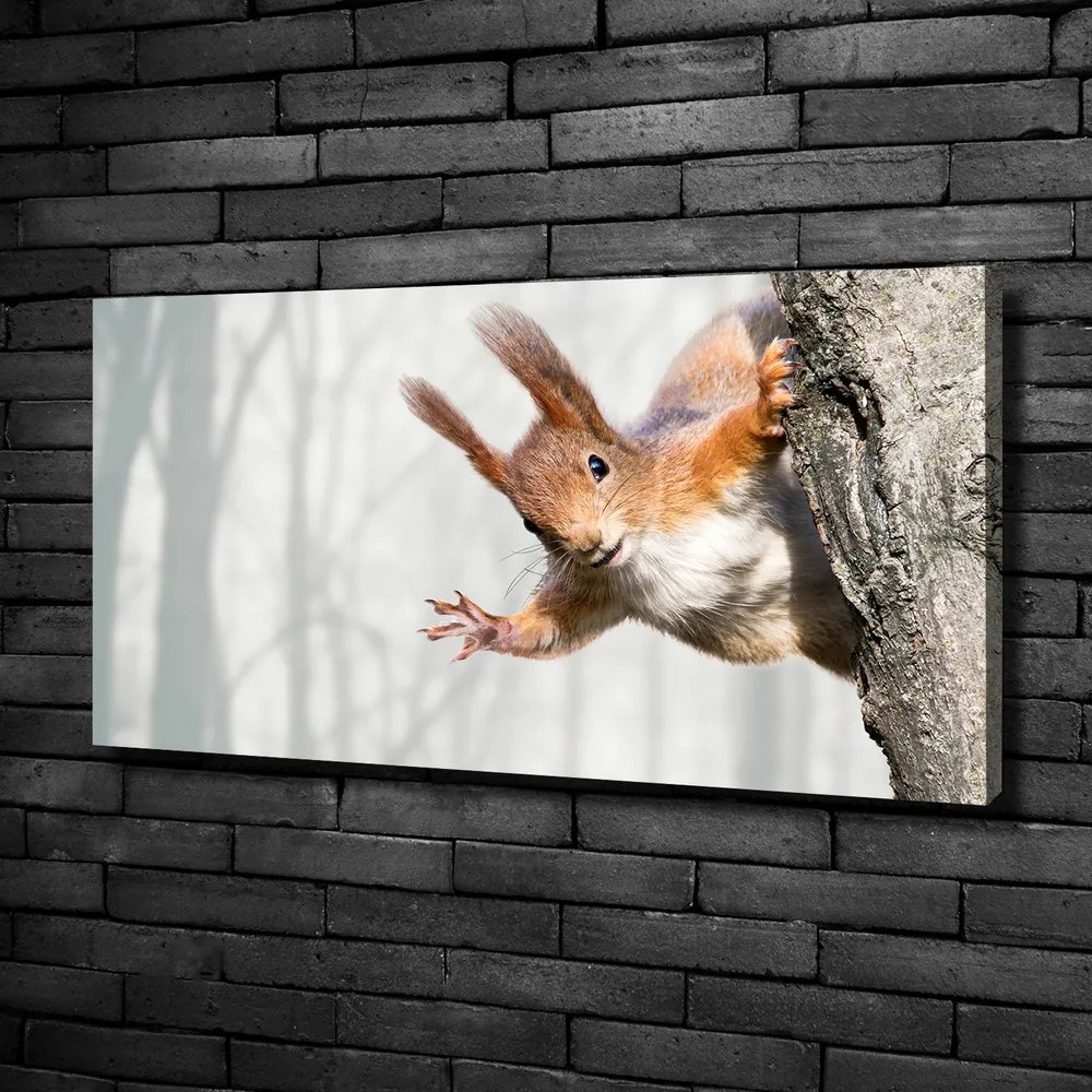 Imprimare tablou canvas Veveriţă
