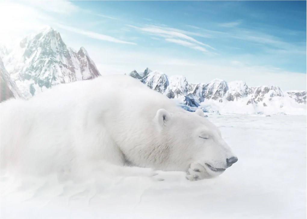 Tablou pe sticlă - Urs polar (70x50 cm)