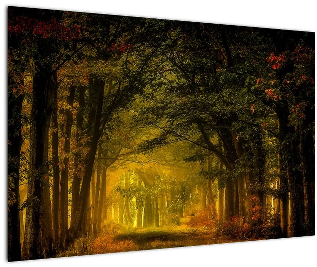 Tablou cu pădure (90x60 cm)