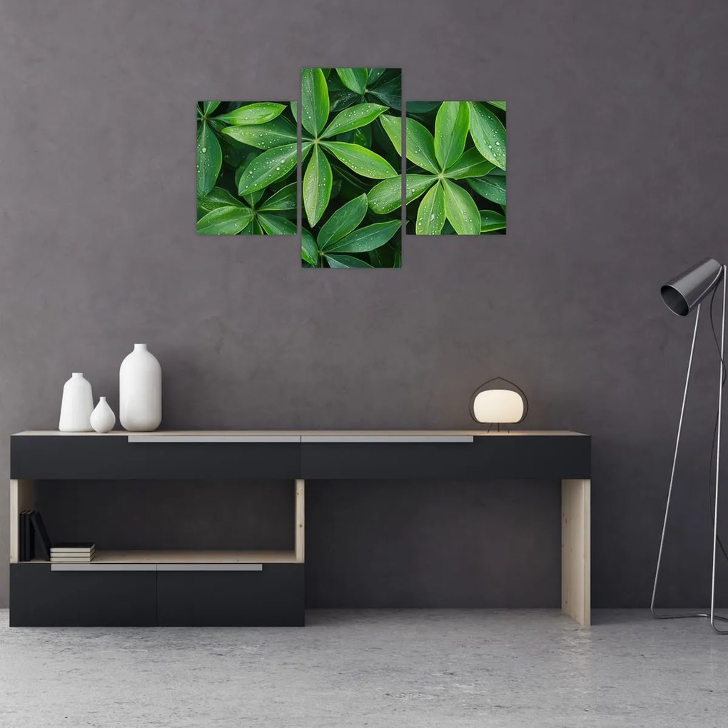 Tablou - Frunze cu picături de rouă (90x60 cm)